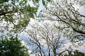 Green leaves frame with sky background and copy space for text
