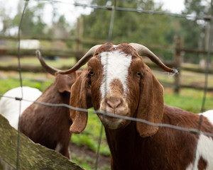 Naklejka na ściany i meble Goats in a green field