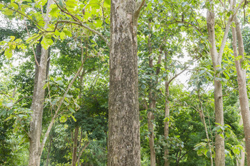 Fototapeta premium Teak tree in the forest