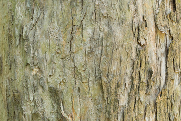 Old Teak tree bark very detailed texture background