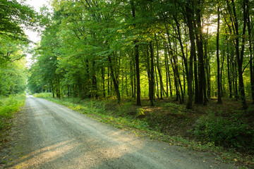 Road through a green forest, view on a sunny day