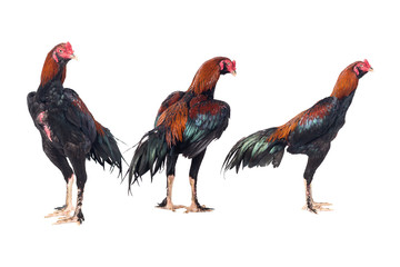 Fighting cock isolated on white background