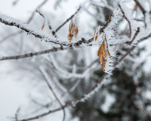 Hoar frost on a winter day