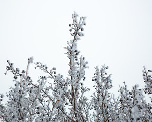 Hoar frost on a winter day