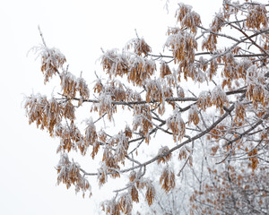 Hoar frost on a winter day