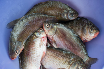 fresh peeled small crucian close up