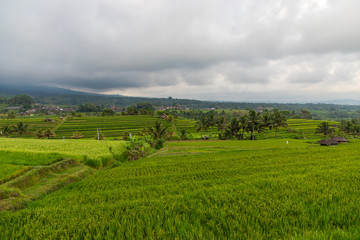 Fototapeta na wymiar Rice Terraces, coconut palms and banana trees on a rainy day in Jatiluwih, in Central Bali, Indonesia.