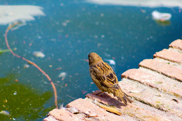 Pájaro mirando al horizonte
