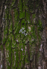 bark of a tree