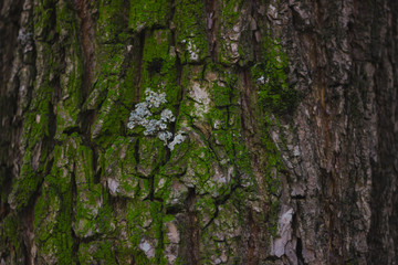 bark of a tree