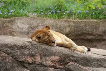 lioness in a zoo in osaka (japan)