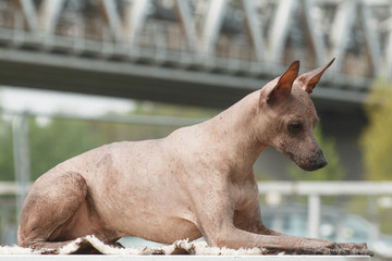 Dog of breed Peruvian Hairless Dog (Peruvian Inca Orchid, Hairless Inca Dog, Virigo, Calato, Mexican Hairless Dog), lies on a table