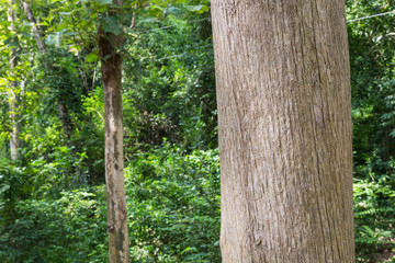 Teak tree in the forest 
