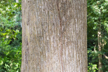 Teak tree in the forest with blurred background