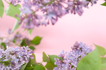 Lilac. Colorful purple lilacs blossoms with green leaves.