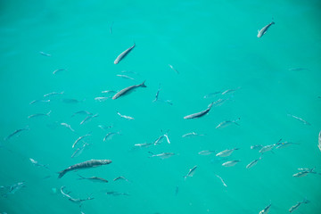 Clear surface Shoal of fish in seawater, many sea fishes top view, fry, sea  water surface, small fish on the surface of the sea water aquamarine azure reflection turquoise blue animals in wilde life