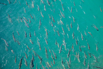 Clear surface Shoal of fish in seawater, many sea fishes top view, fry, sea  water surface, small fish on the surface of the sea water aquamarine azure reflection turquoise blue animals in wilde life