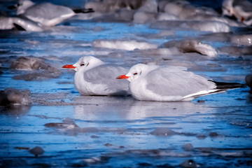  A pair of seagulls on the frozen sea coast.