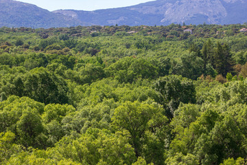 Obraz premium Bosque en la montaña