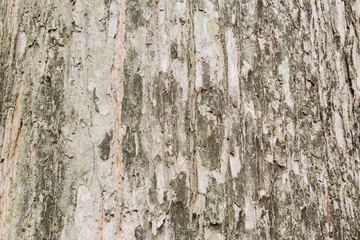 Obraz premium Old Teak tree bark very detailed texture background