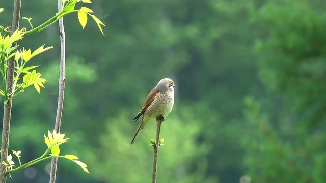 Bird Red-backed Shrike (Lanius collurio) female sits on a thin branch and waits for prey