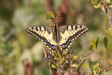 Fototapeta premium Butterfly Old World swallowtail (Papilio machaon) on the grass.