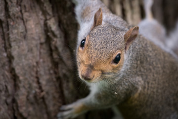Close up of a grey squirrel looking directly at camera