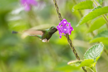 Booted Racquet-tail - Ocreatus underwoodii, beautiful long-tailed special hummingbird from Andean slopes of South America, Mindo, Ecuador.