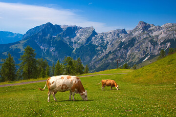Fototapeta premium cows on pasture in alps