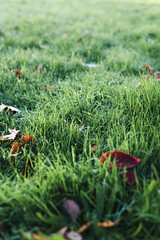 Green grass in dew drops.
