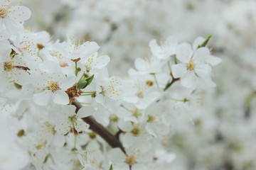 white flowers of cherry tree