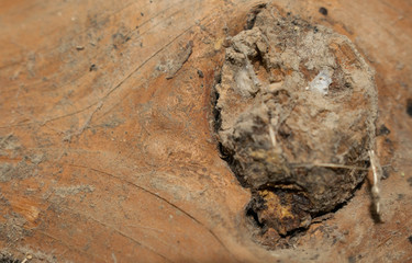 Tree trunk cut brown core for design