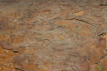 Tree trunk cut brown core for design