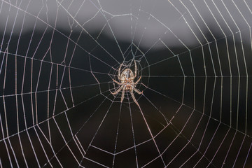 Orb Weaver Spider