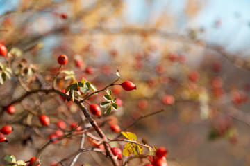 Rose hips with red berries.