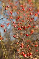 Rose hips with red berries.