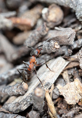 big forest ants in a native habitat