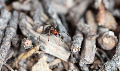 big forest ants in a native habitat