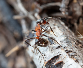 big forest ants in a native habitat