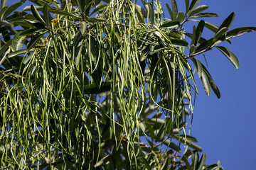 Green Seed of Blackboard Tree