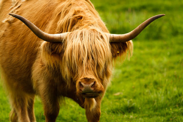 Highland Cattle with magnificent horns and hairy coat in pasture at Isle of Mull, Loch Ba, Scotland