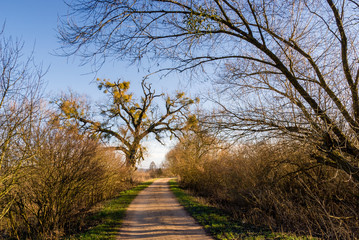 Obraz premium Zalew w Supraślu, grobla, stare drzewa, Podlasie, Polska