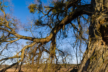 Zalew w Supraślu, grobla, stare drzewa, Podlasie, Polska