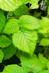 Young thickets of raspberries in the garden. Natural summer background with fresh foliage