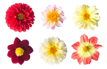 Set of six dahlia flowers isolated on a white background. Flowering Season Summer and Autumn