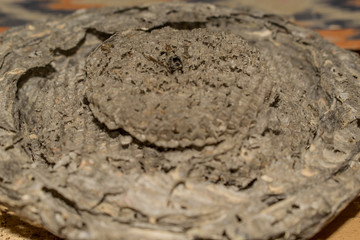 beehive wasp bees insect house structure for design