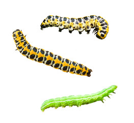 Caterpillars of Lettuce shark (Cucullia lactucae) and Hebrew character (Orthosia gothica) isolated on white background. Insect larva