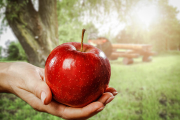 Apples and woman hands. Free space for your decoration. 