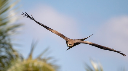 Black kite in flight for prey