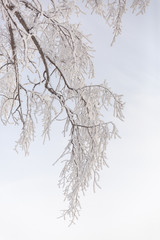 Hoar frost on a winter day